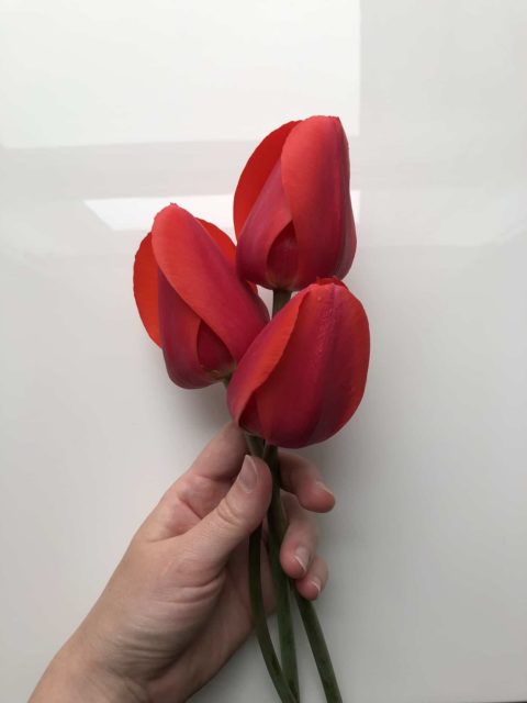 single-red-tulips